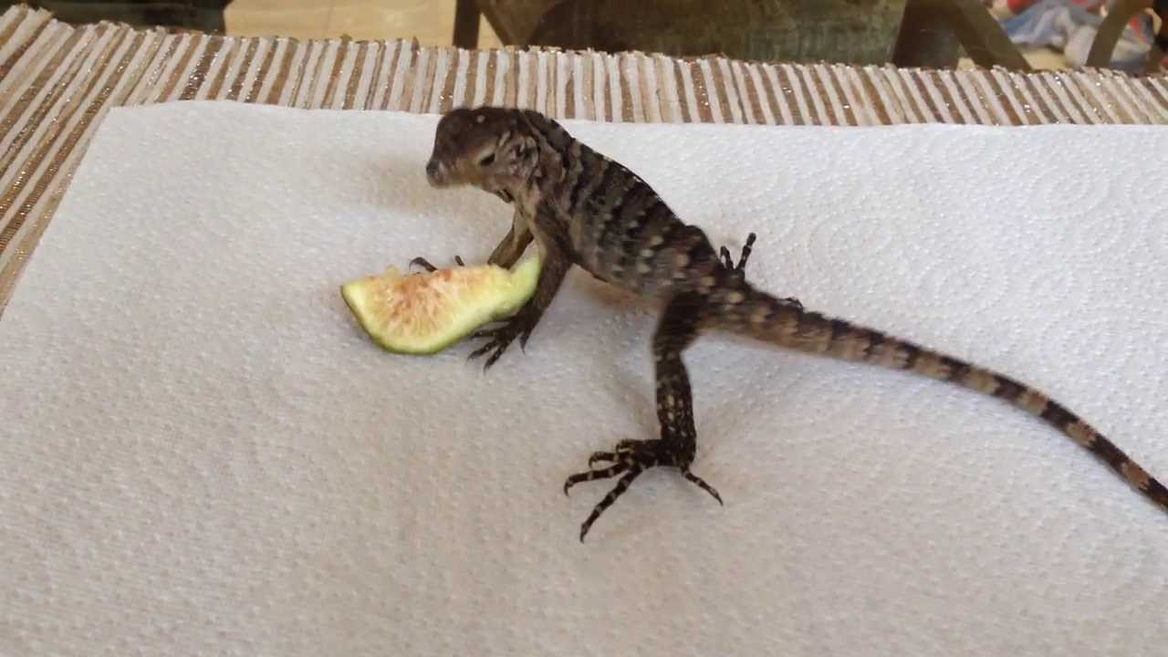 iguana not eating