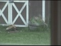 Red Fox Family