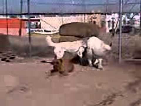 gigante de los pirineos sky - YouTube