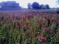 SERP-CMSA-Floriculture Organic way
