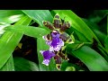 Orchids - The Queen of Flowers