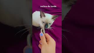 Rotina Da Tarde