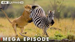Ultimate Predators When Lion Attack Ep. 2 Mega Episode Nature Animal Doentary