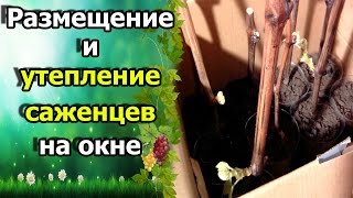 Обработка растений шелухой лука