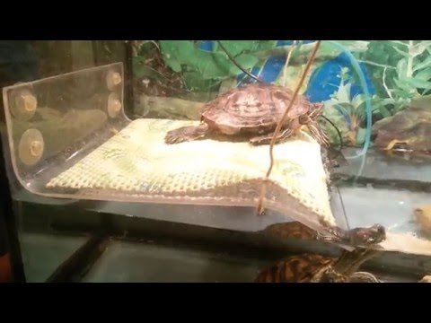 Как сделать остров для красноухой черепахи Как сделать остров для красноухой черепахи