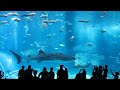 The Greatest Show on Earth: Okinawa Churaumi Aquarium