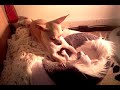 Chihuahua Dog Teaches Her Puppies To Fight - Natural Instinct