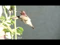 Slow Motion Hummingbirds 1 HD 720p