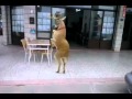Goyang rusa bukan goyang oplosan :D