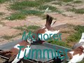 Monorer Tümmler Züchter--Árpád Török-Monor Tubler-colbutant de monor