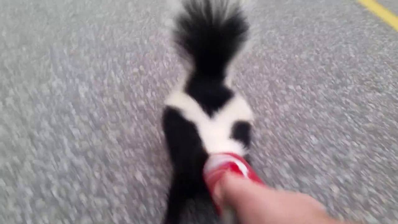 Rescuing a Skunk From a Coke Can