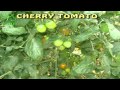 CHERRY TOMATO   CA CHUA BI   YouTube