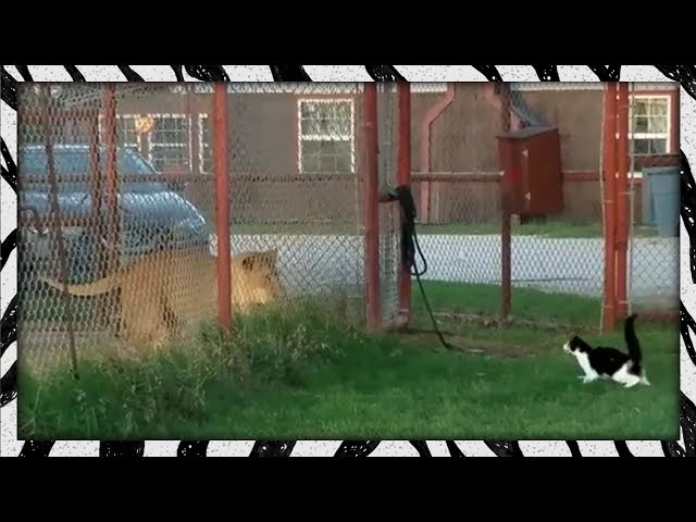 Brave Housecat Challenges Lion - Video