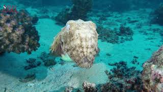 CUTTLEFISH