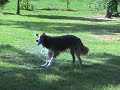 Tater playing in the sprinkler