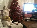 Strictly Come dancing Jack the dog sings! AS SEEN ON TV