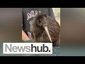 'Outraged': Kiwi encounter at US zoo sparks uproar, grave concerns over welfare | Newshub