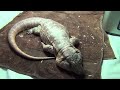lizard