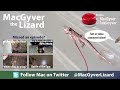 lizard