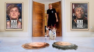 DOG PREDICTS KSI VS LOGAN PAUL FIGHT!