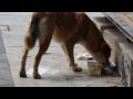 Feeding a lonely dog on the street