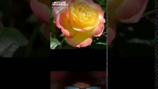 Akram.miya 8700398383