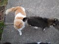 peacock has thanksgiving dinner with cats..