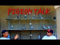 Pigeon Talk with Sam Smitty: What makes a pigeon roll?