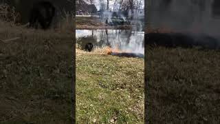 Dog Runs Past Fire Into Water