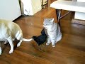 Cat and Dog fed by Bird (funny)