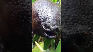 Own A Rain Frog