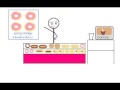 Brian Regan *Donut Lady* Comedian *Animation*