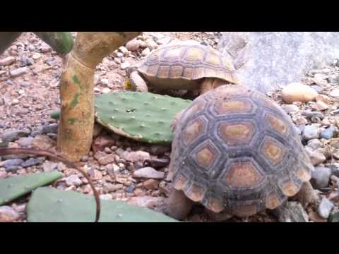tortoises traffic jam by cactus.MOV