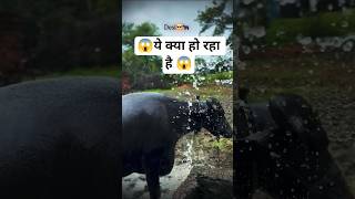 मरर भस Desi Vibe Buffalo Bathing