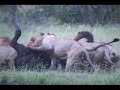 Lions Killing A Buffalo images Lions Killing A Buffalo