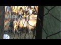 toros tipitapa 2011