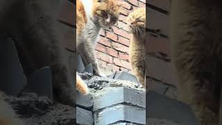 😺 Мяуканье Кота 😺 Ваша Кошка Будет В Шоке 🙀Funny Cats / Смешные Животные / 😻😻😻