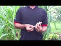 image Trik Sulap Menghilangkan Uang