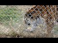 One pissed off tiger!!