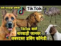 Tik Tok Funny Animal Talking Marwadi Comedy | देसी जानवरो की मारवाड़ी कॉमेडी | Dubbing Comedy 2019 Tik Tok Funny Animal Talking Marwadi Comedy | देसी जानवरो की मारवाड़ी कॉमेडी | Dubbing Comedy 2019