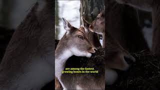 Can You Love Deers?