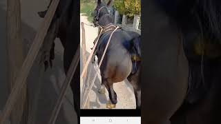 Ting Horse