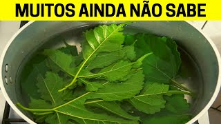 5 FOLHAS DE AMORA POR DIA VOCÊ VAI PREVENIR E TRATAR ESSAS 14 DOENÇAS !