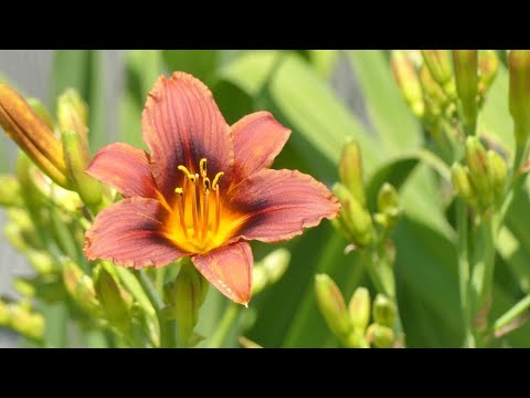 エゴの猫足・昼咲月見草・草刈り他・短夜の散歩拾い撮り2025 エゴの猫足・昼咲月見草・草刈り他・短夜の散歩拾い撮り2025