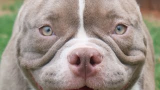 Im Back Breeding 7 Females To One Stud C-Sections Inbreeding Linebreeding Outcrossing Repeat.