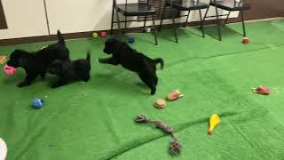 Golden retriever/Australian Shepherd Mix Puppies