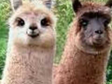 Happy Llama, Sad Llama - YouTube