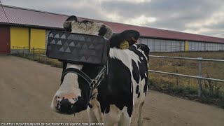 Virtual Reality for Cows?