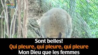 Watch Francis Cabrel Animal video