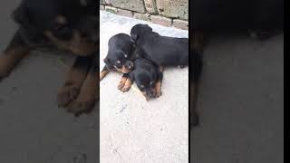 German Hunting Terrier Puppy